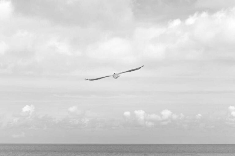 A bird soars over water with the precision of a specialty contractor at work.